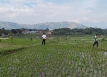 Antisipasi Kemarau Panjang, Pemerintah Perkuat Irigasi dan Benih di Jawa Barat