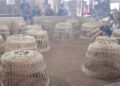 Maraknya Judi Sabung Ayam di Ponorogo, Warga Resah karena Dekat Lingkungan Pesantren