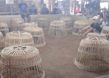 Maraknya Judi Sabung Ayam di Ponorogo, Warga Resah karena Dekat Lingkungan Pesantren