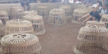 Maraknya Judi Sabung Ayam di Ponorogo, Warga Resah karena Dekat Lingkungan Pesantren