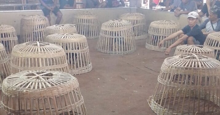 Maraknya Judi Sabung Ayam di Ponorogo, Warga Resah karena Dekat Lingkungan Pesantren